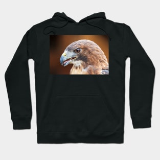 Red-tailed Hoodie